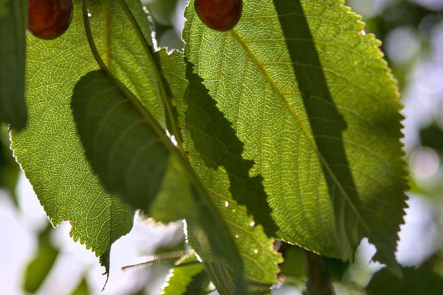 sustainability sustainability sbh hotels resorts